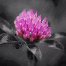Artsy Bloom
